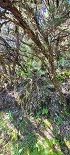 Plants: image 22 Of 208 Thumb